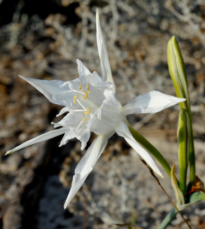 Pancratium maritimum Giglio di mare specie fiore bianco rizoma bulbo 
