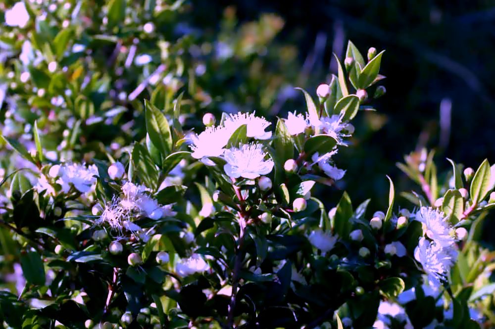 FIORI DI MIRTO