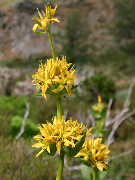 Gentiana lutea