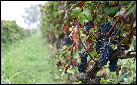 Micaela Calabresi, la vigna_