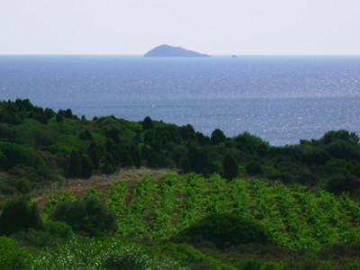 Vigneti e Isola della Vacca