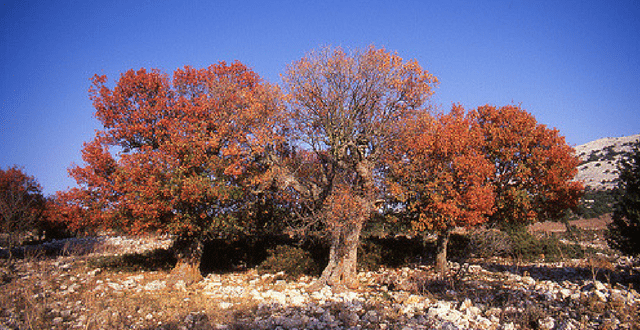 Autunno Sardegna