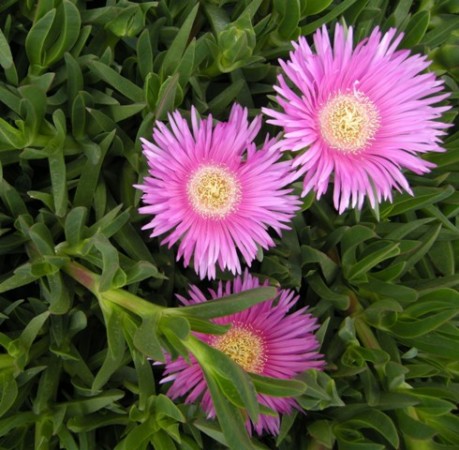 Carpobrotus acinaciformis