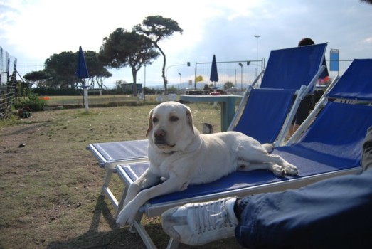 Dog Island, Cagliari