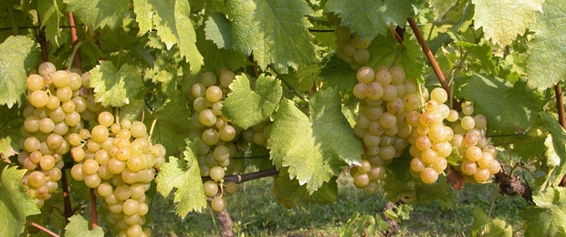 Vigneti naturali