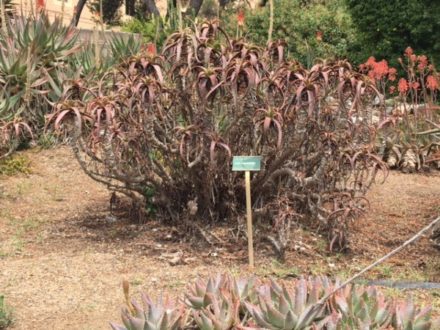 L'Aloe Arborescens