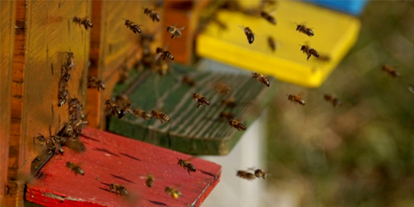 Hiveguard: Il terzo occhio degli apicoltori