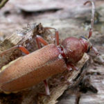 Nuovi dati corologici su Hesperophanes melonii Fancello & Cillo, 2012                         (Coleoptera, Cerambycidae, Cerambycinae)