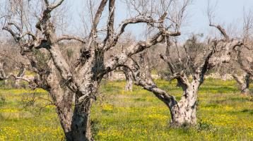 Xylella fastidiosa