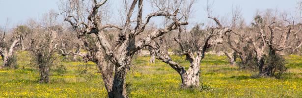 Xylella fastidiosa