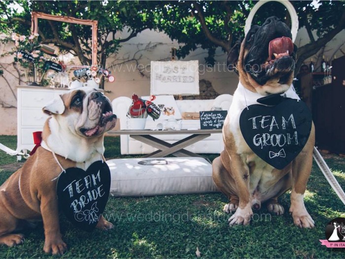 cani ad un matrimonio