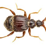 Prima segnalazione per la Sardegna di Tychus niger (Paykull, 1800) (Coleoptera, Staphylinidae, Pselaphinae)