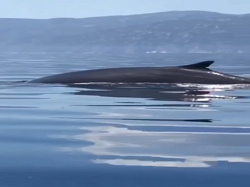Sardegna Selvaggia Avvistato E Ripreso Un Gruppo Di Balene Di Fronte Alla Celebre Spiaggia Di Cala Gonone Mediterranea