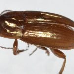 Sull’accertata presenza in Sardegna di Amara (Amara) anthobia (Villa, 1833) (Coleoptera Carabidae)