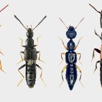 Contributo preliminare alla conoscenza degli Staphylininae, Pselaphine e Scydmaeninae (Coleoptera, Staphylinidae) del Riu Giorgi Porru nel comune di Dolianova (Sardegna Sud-orientale)