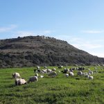 Dalla Sardegna tre formaggi di pecora diventano Presìdi Slow Food
