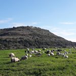 paesaggio ovini