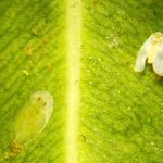 Prima segnalazione per la Sardegna di Singhiella simplex (Singh, 1931) (Hemiptera: Aleyrodidae) reperita su Ficus benjamina L. e Ficus microcarpa L.f. (Moraceae)