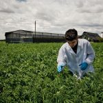 cannabis-coltivazione