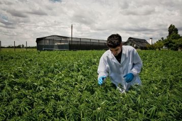 cannabis-coltivazione