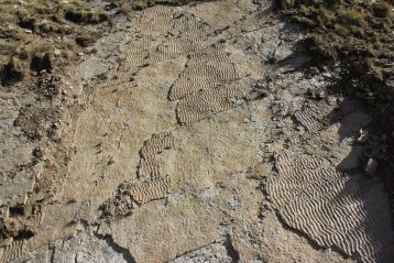 Nell’area delle impronte sono frequenti i “ripple marks” tracce di moto ondoso lasciate circa 250 milioni di anni fa su un fango sabbioso ora diventato roccia