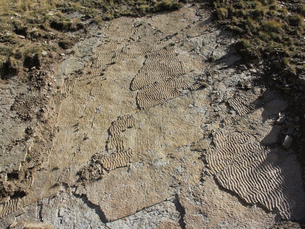 Nell’area delle impronte sono frequenti i “ripple marks” tracce di moto ondoso lasciate circa 250 milioni di anni fa su un fango sabbioso ora diventato roccia