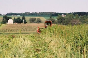 canapa-industrriale