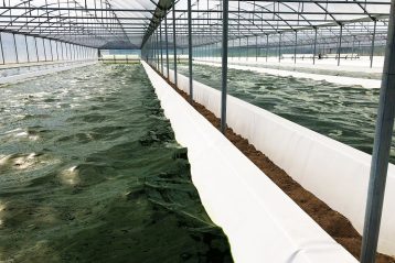 coltivazione alghe Arborea