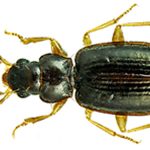 Aggiornamenti della fauna entomologica delle isole di Sant’Antioco e San Pietro (Sardegna): i Coleotteri Carabidi