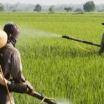 Pesticidi nei cibi, EFSA: Difficile che rappresentino preoccupazione per salute consumatori