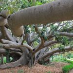 alberi monumentali italia