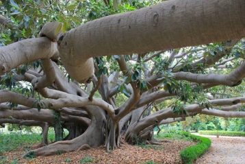 alberi monumentali italia