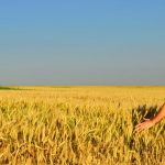 Ismea, al via l’estensione a tutta Italia delle agevolazioni per i giovani agricoltori con mutui a tasso zero e contributi a fondo perduto