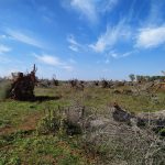 Xylella, audizioni in Regione Puglia: Richieste pari a 3,2 milioni di sostituzioni di alberi