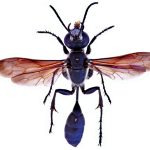 Nuovi dati corologici per la Sardegna sull’imenottero alieno Isodontia mexicana (Saussure, 1867) (Hymenoptera, Sphecidae)