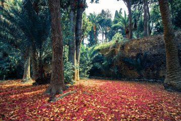 Orto Botanico Corsini_ ph. credits Giuseppe Zanoni