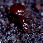Italodytes stammeri: un insetto delle grotte eletto Animale del 2021