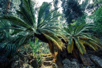 orto botanico corsini