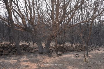 fogu, incendi nel Montiferru in Sardegna