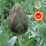 Siglato l’accordo tra Imprentas e Consorzio di Tutela del Carciofo Spinoso di Sardegna DOP, per valorizzare il prezioso prodotto￼