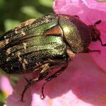 Contributo alla conoscenza dei Cetonidi della foresta del Bruncu S’Alamu (Coleoptera, Scarabaeoidea, Cetoniidae)