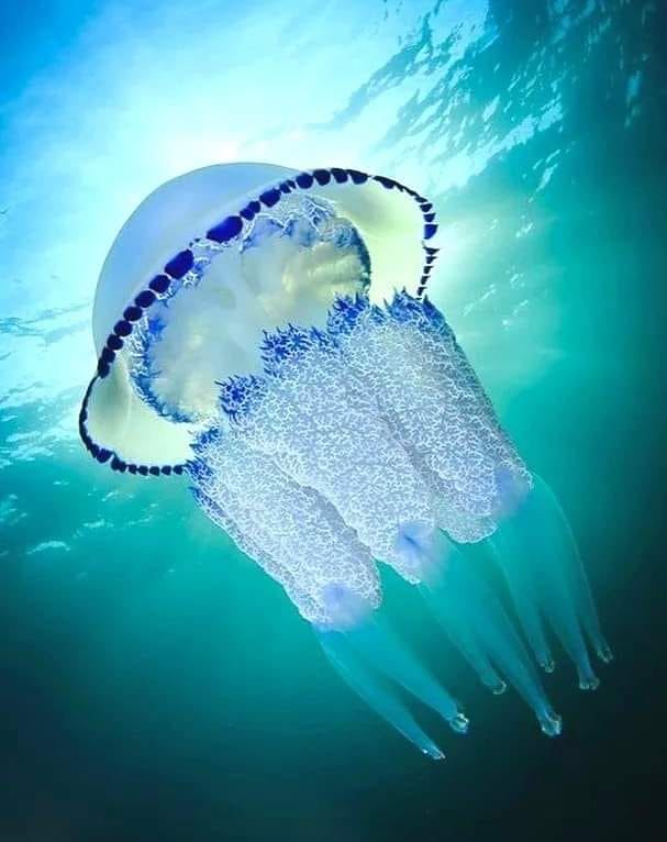 1° classificato medusa barile