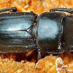 Prima segnalazione di Dorcus musimon Gené, 1836 (Coleoptera, Lucanidae) su Pinus L.