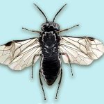 Prima segnalazione di Caliroa cerasi (Linneo, 1758) (Hymenoptera: Tenthredinidae) per la fauna sarda e relative considerazioni zoogeografiche.