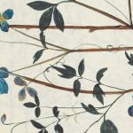 In mostra alla Biblioteca Marciana di Venezia antichi erbari cinquecenteschi e creazioni contemporanee ispirate alle virtù medicinali delle piante