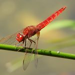 Libellula