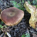 Censimento delle specie fungine reperite nel parco del colle San Michele di cagliari (Sardegna). Primo contributo.