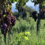 Elisabetta Abrami: la produttrice che unisce l’Etna e la Franciacorta con “Il vino che viene dalla terra”