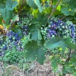 Vendemmia 2023, troppa pioggia o troppo caldo?