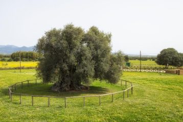 Sa Reina villamassargia per concorso radici